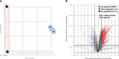 Expression of long noncoding RNA Xist is induced by glucocorticoids